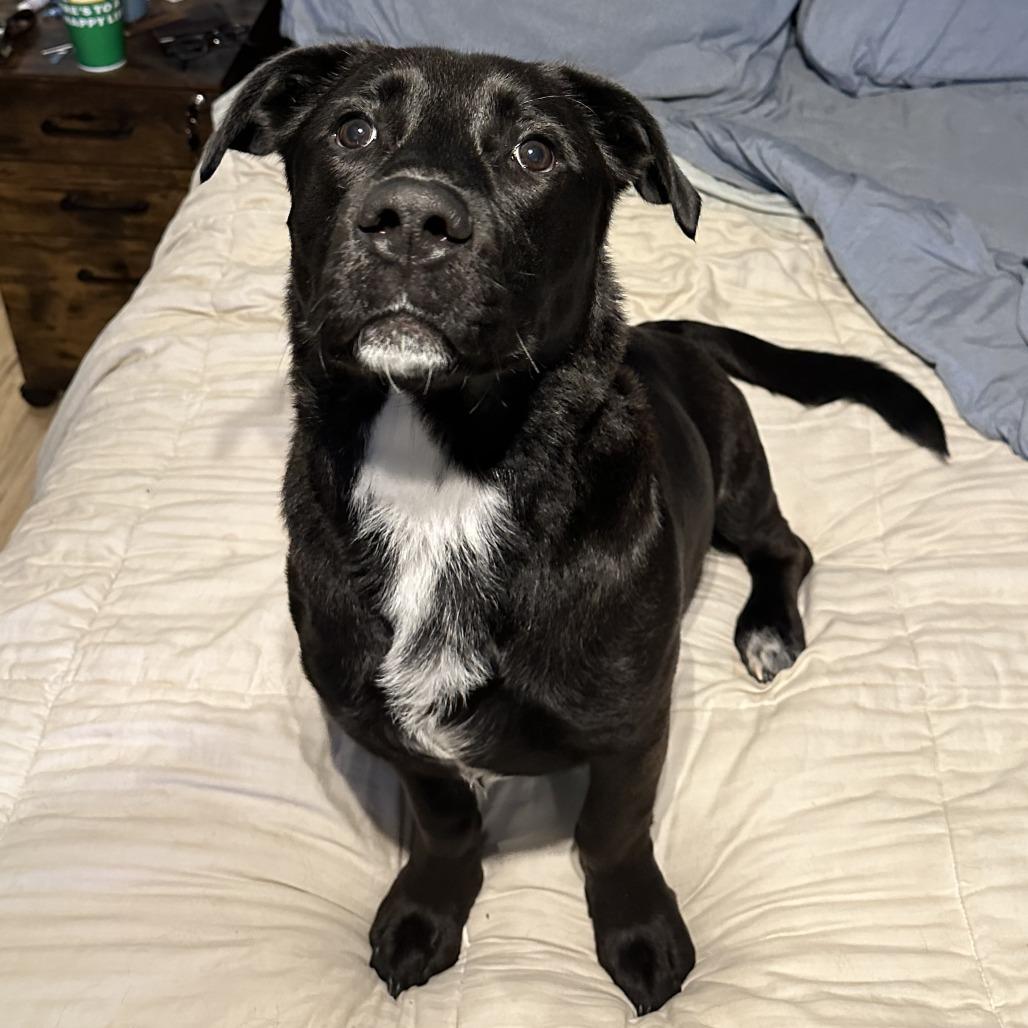 Enlarge Lynkz, a Adoptable Mixed Breed in Asheville, NC image 4/6