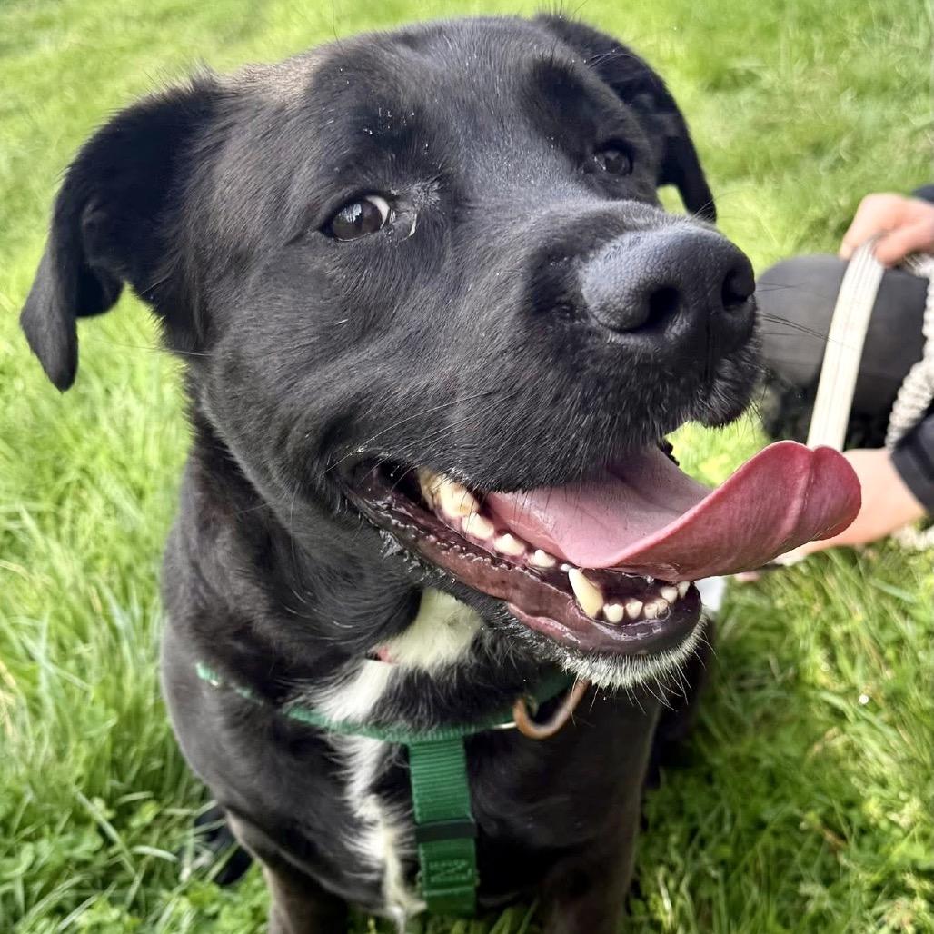 Enlarge Lynkz, a Adoptable Mixed Breed in Asheville, NC image 5/6