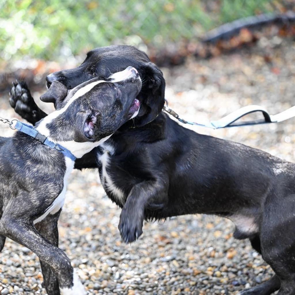 Enlarge Lynkz, a Adoptable Mixed Breed in Asheville, NC image 6/6