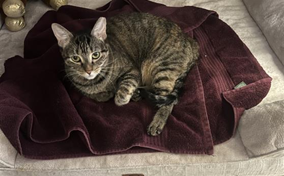 Enlarge LOQUITA, a Adoptable Domestic Short Hair in Denver, CO image 1/1