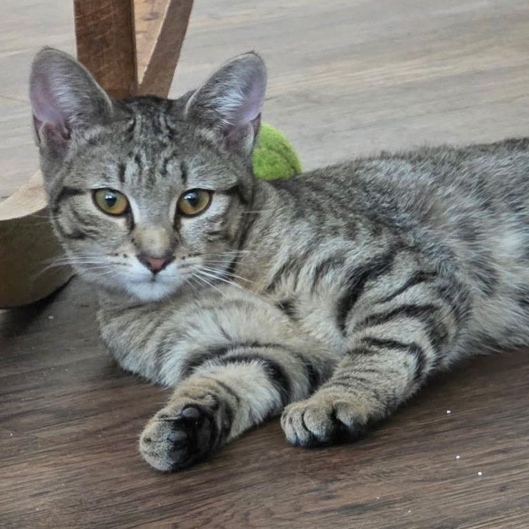 Enlarge Amy, a Adoptable Domestic Short Hair in Atlanta, GA image 1/6