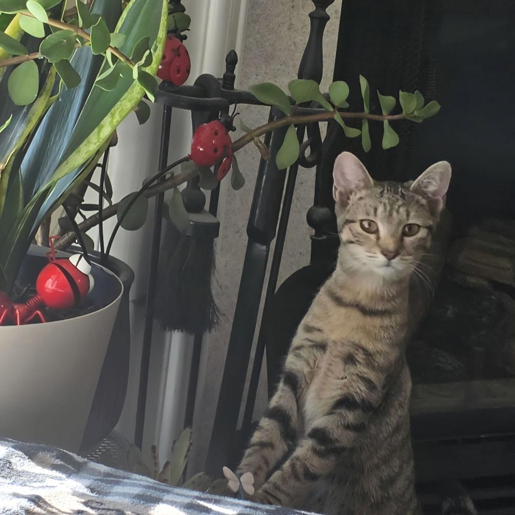 Enlarge Amy, a Adoptable Domestic Short Hair in Atlanta, GA image 2/6