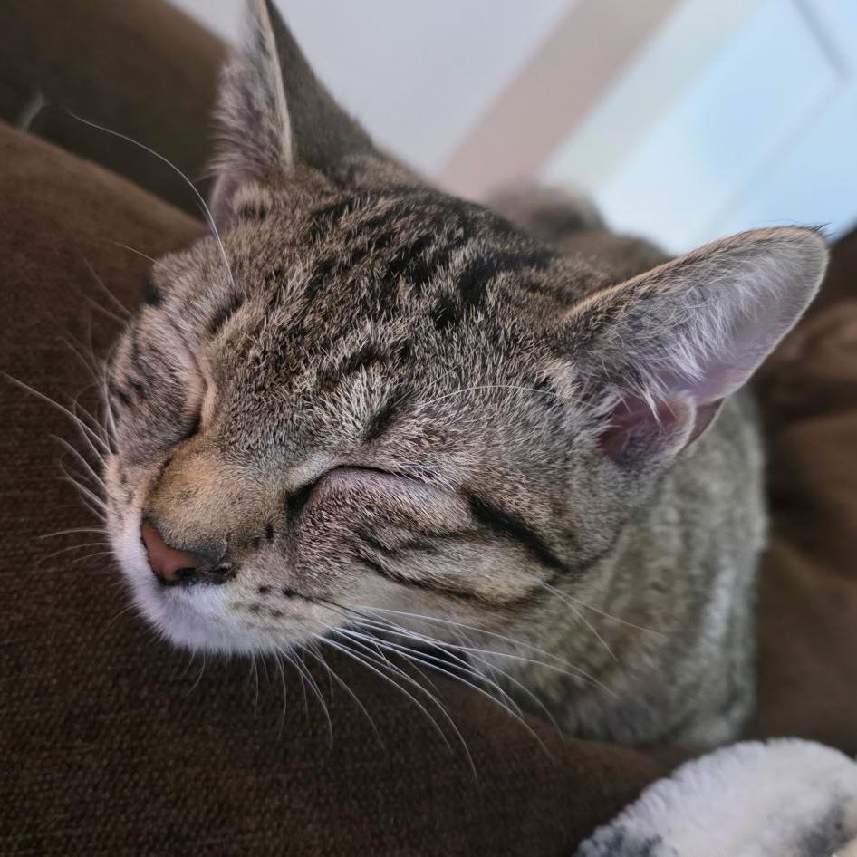 Enlarge Amy, a Adoptable Domestic Short Hair in Atlanta, GA image 3/6