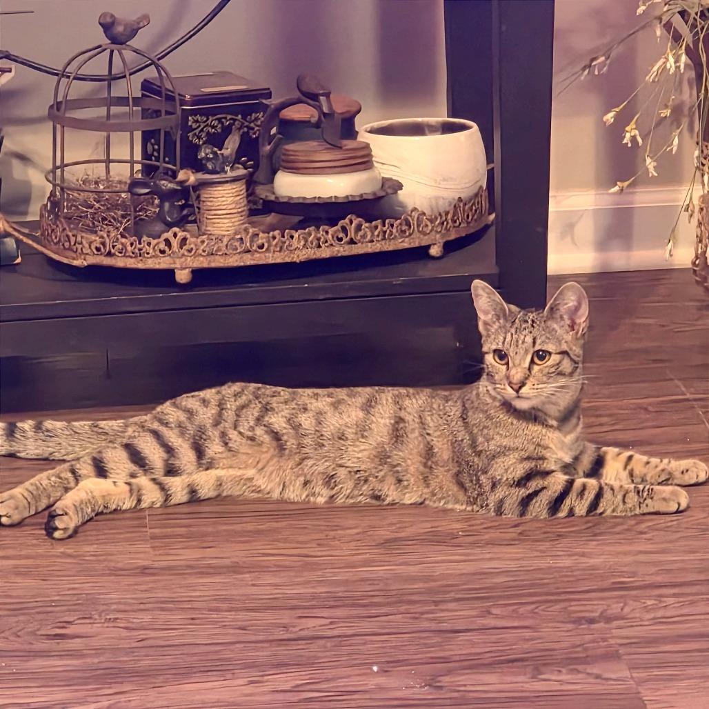 Enlarge Amy, a Adoptable Domestic Short Hair in Atlanta, GA image 4/6