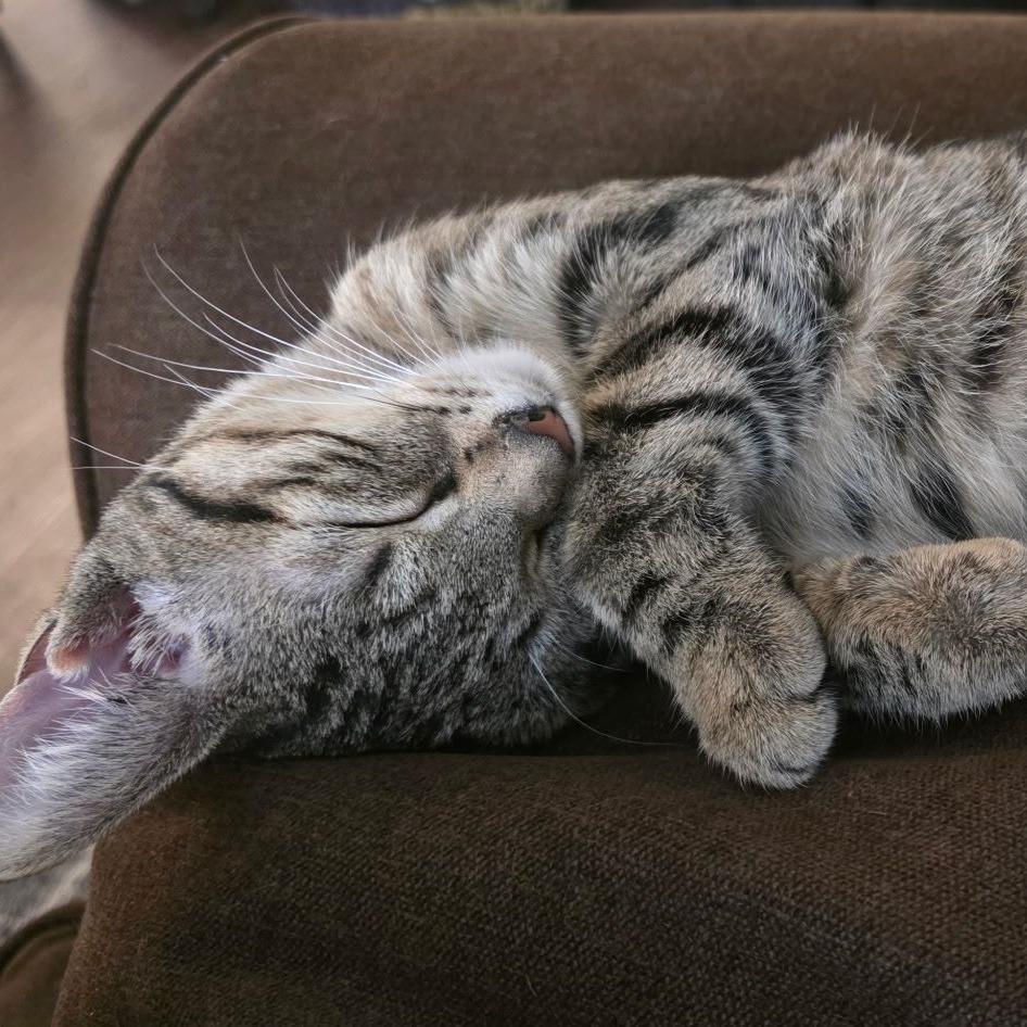 Enlarge Amy, a Adoptable Domestic Short Hair in Atlanta, GA image 5/6