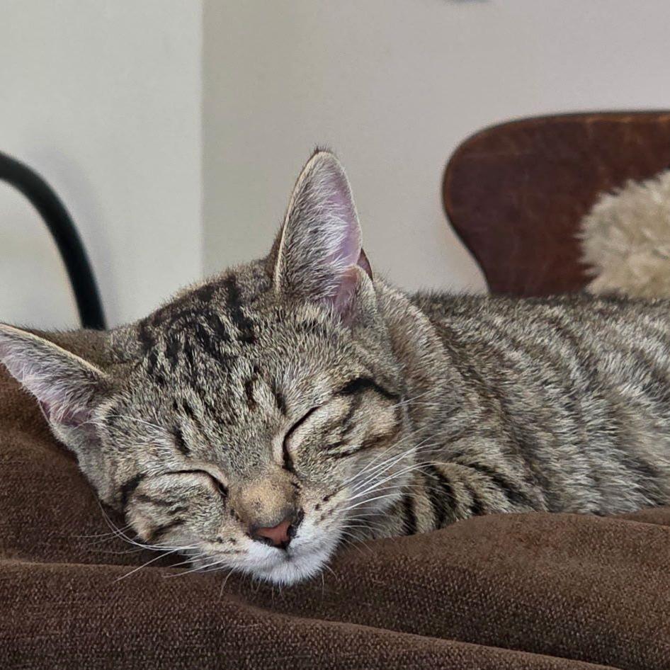 Enlarge Amy, a Adoptable Domestic Short Hair in Atlanta, GA image 6/6