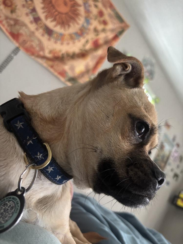 Enlarge Prissy, a Adoptable mixed breed in Littleton, CO image 1/6