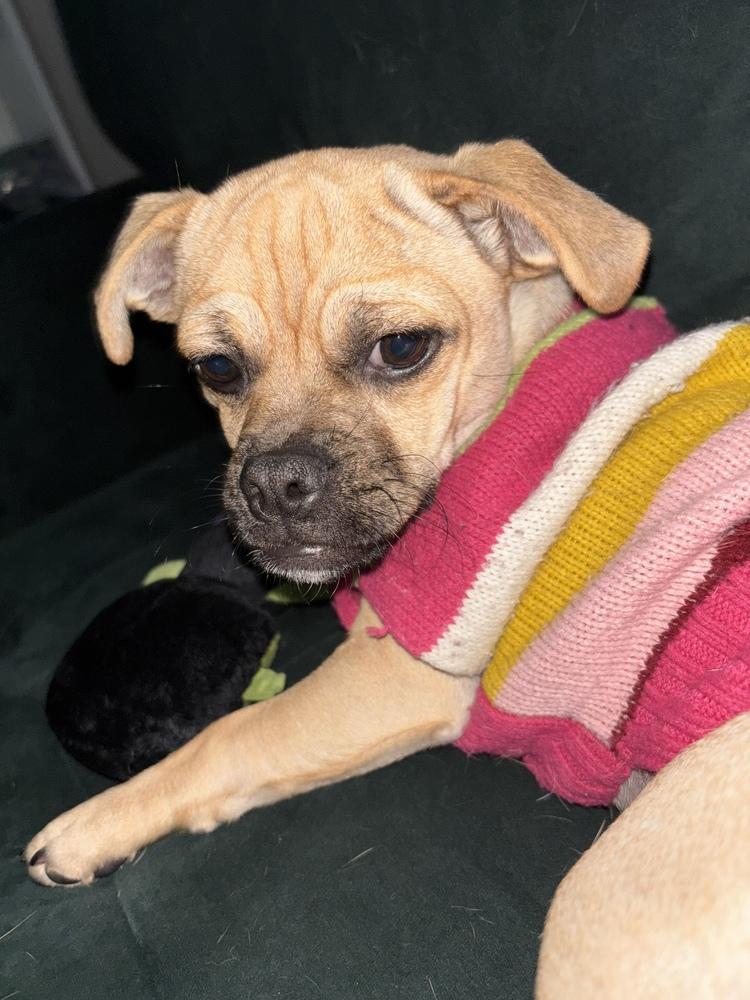 Enlarge Prissy, a Adoptable mixed breed in Littleton, CO image 2/6