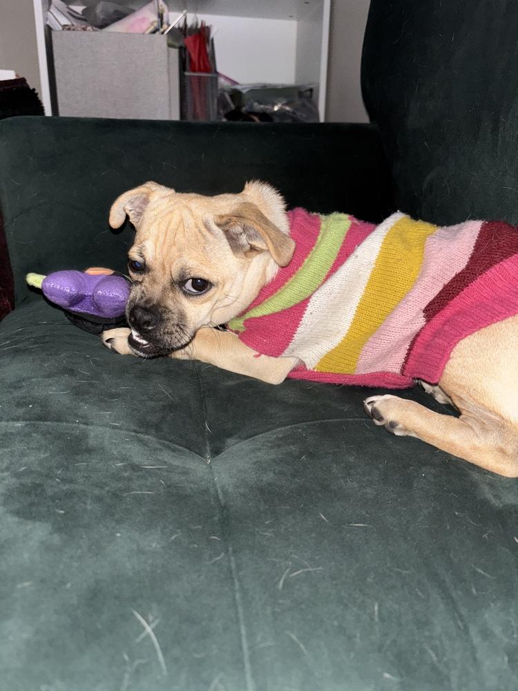 Enlarge Prissy, a Adoptable mixed breed in Littleton, CO image 3/6