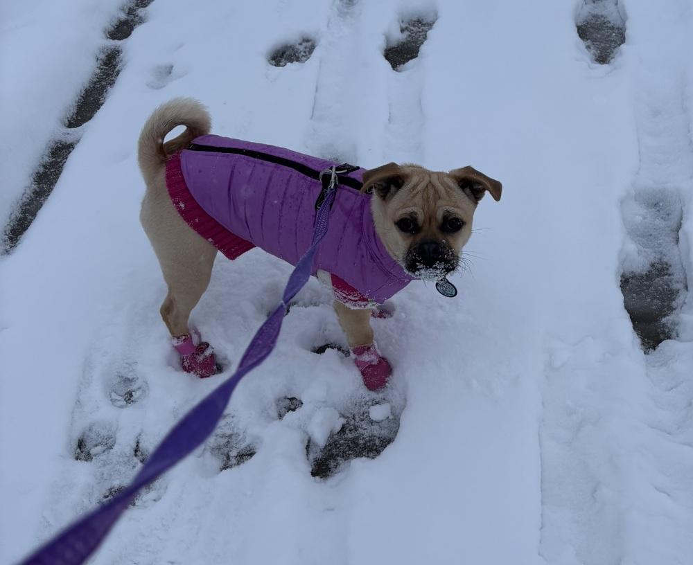 Prissy, a Adoptable mixed breed in Littleton, CO image 3/6