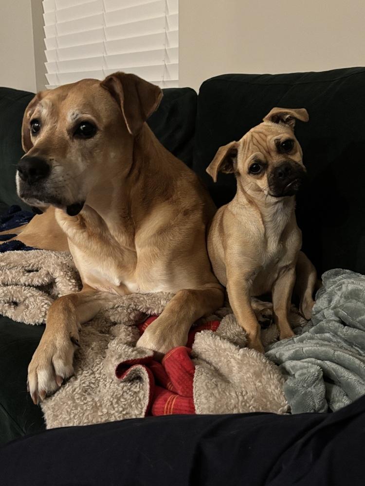 Enlarge Prissy, a Adoptable mixed breed in Littleton, CO image 4/6