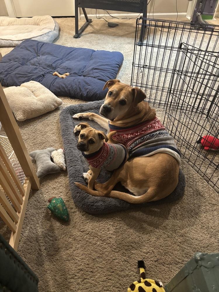 Enlarge Prissy, a Adoptable mixed breed in Littleton, CO image 5/6