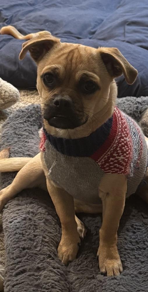 Enlarge Prissy, a Adoptable mixed breed in Littleton, CO image 6/6