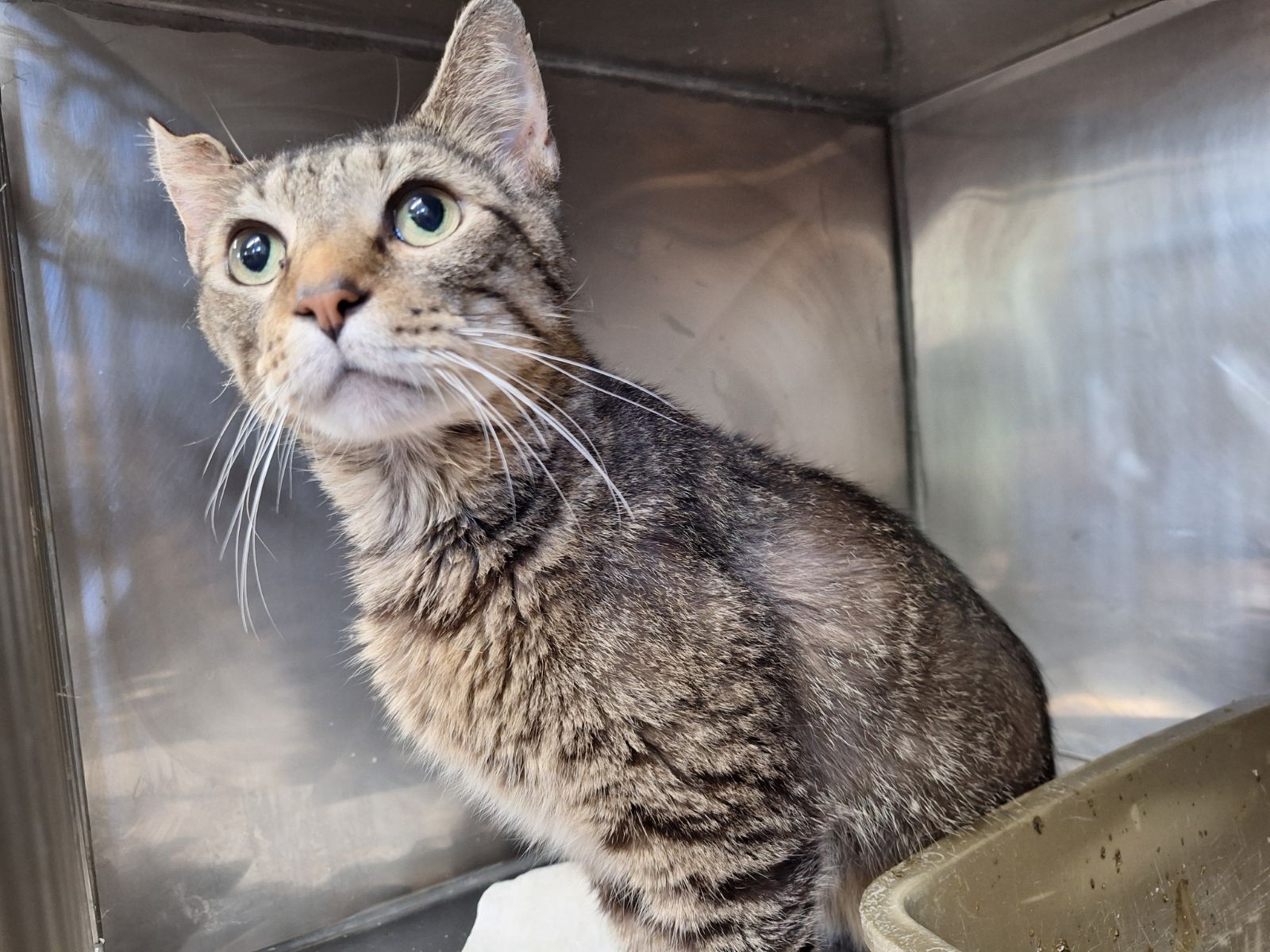 Scorpio, Adoptable, Adult Male Domestic Short Hair.