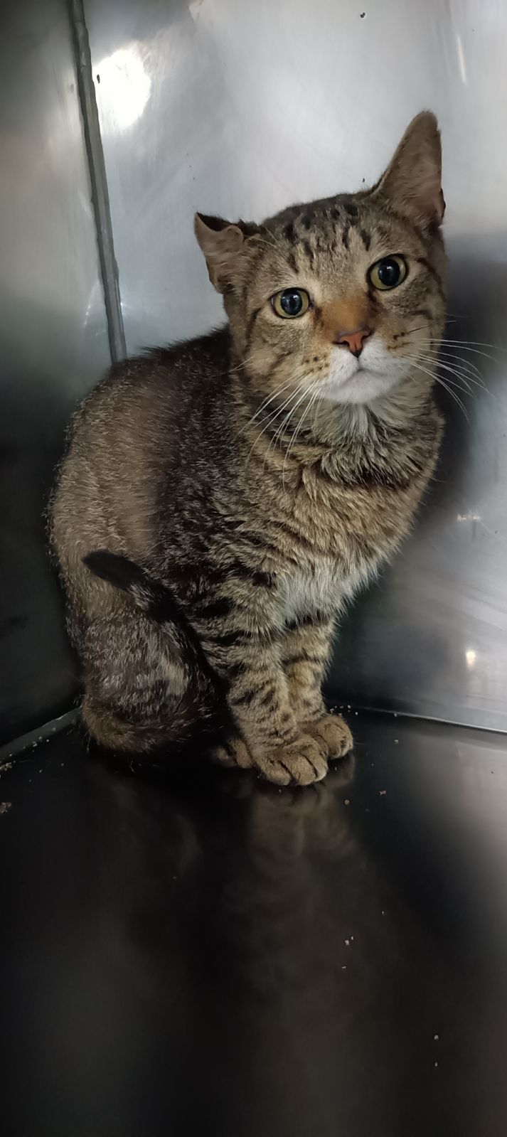 Scorpio, a Adoptable mixed breed in Anderson, IN image 2/2