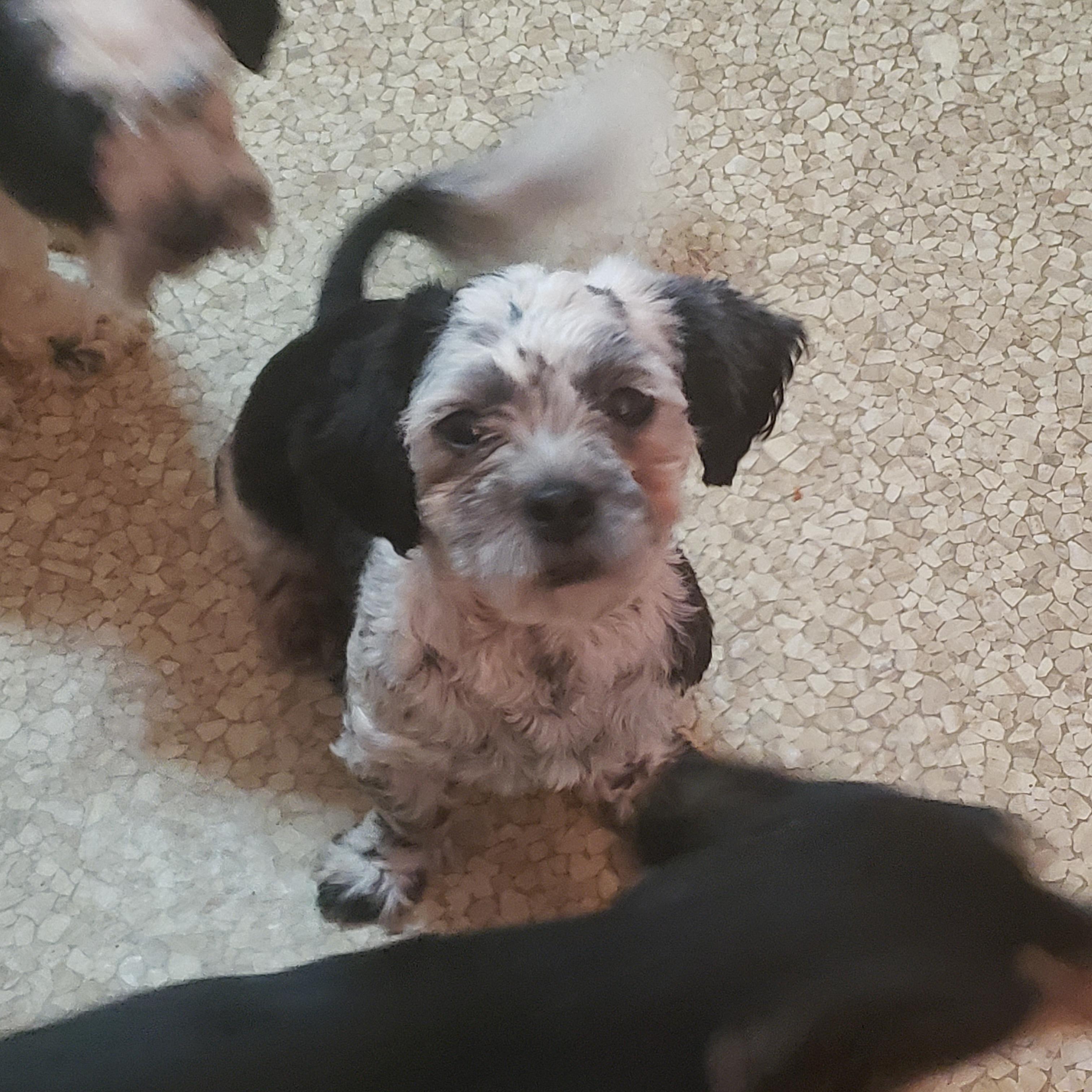 Enlarge Avery, a Adopted Shih poo in Murphys, CA image 1/2