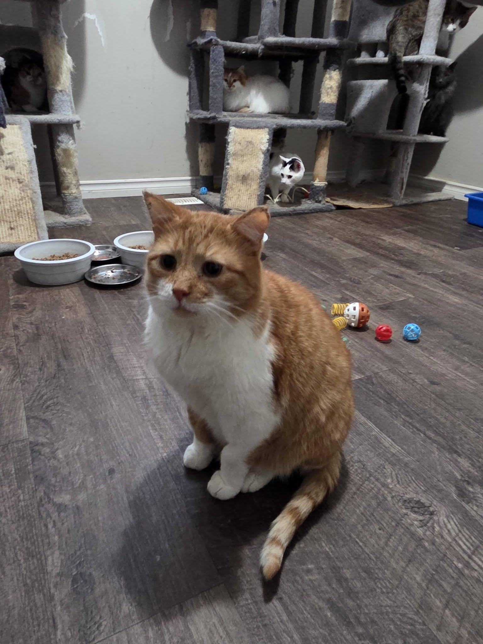 Seth & Sawyer, a ADOPTABLE Domestic Long Hair in Spencerville, ON image 5/6