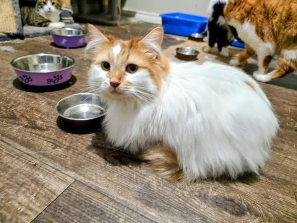 Seth & Sawyer, a ADOPTABLE Domestic Long Hair in Spencerville, ON image 6/6