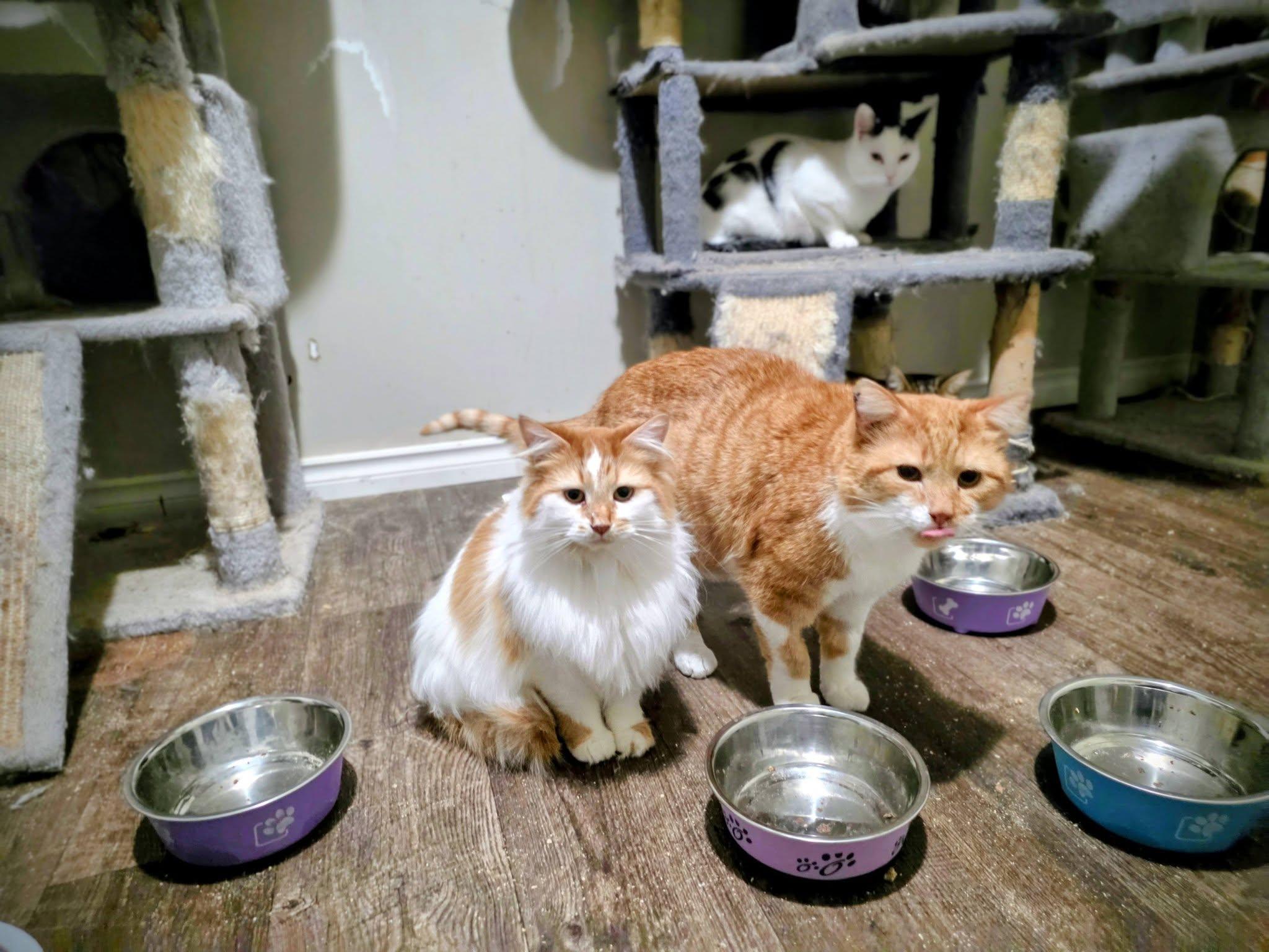 Seth & Sawyer, ADOPTABLE, Adult Female Domestic Long Hair.