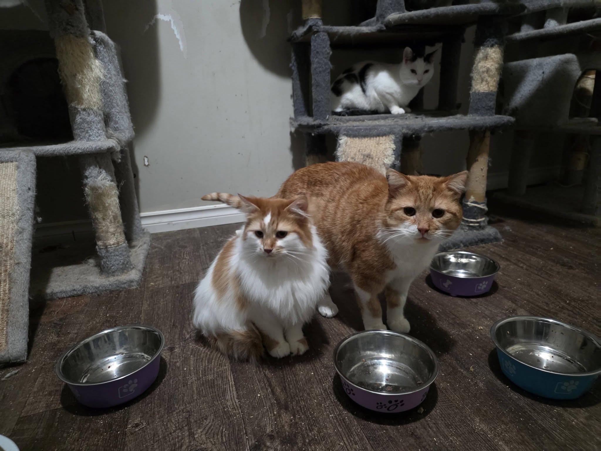Seth & Sawyer, a ADOPTABLE Domestic Long Hair in Spencerville, ON image 4/6