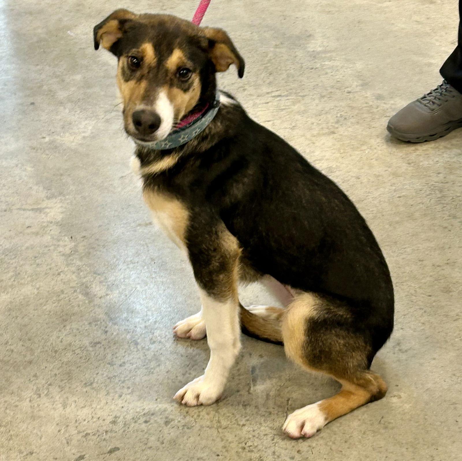 Lizzie 2026, a Adoptable mixed breed in Norwood, OH image 2/3