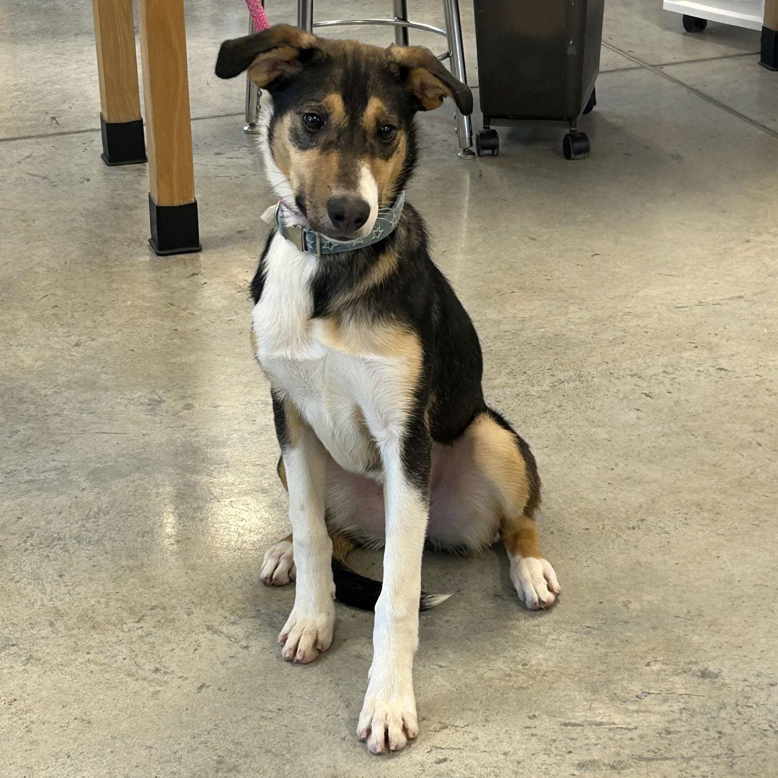 Lizzie 2026, a Adoptable mixed breed in Norwood, OH image 3/3