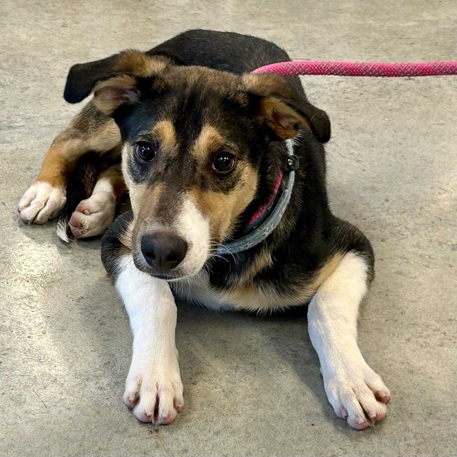 Lizzie 2026, Adoptable, Young Female Whippet & Beagle.