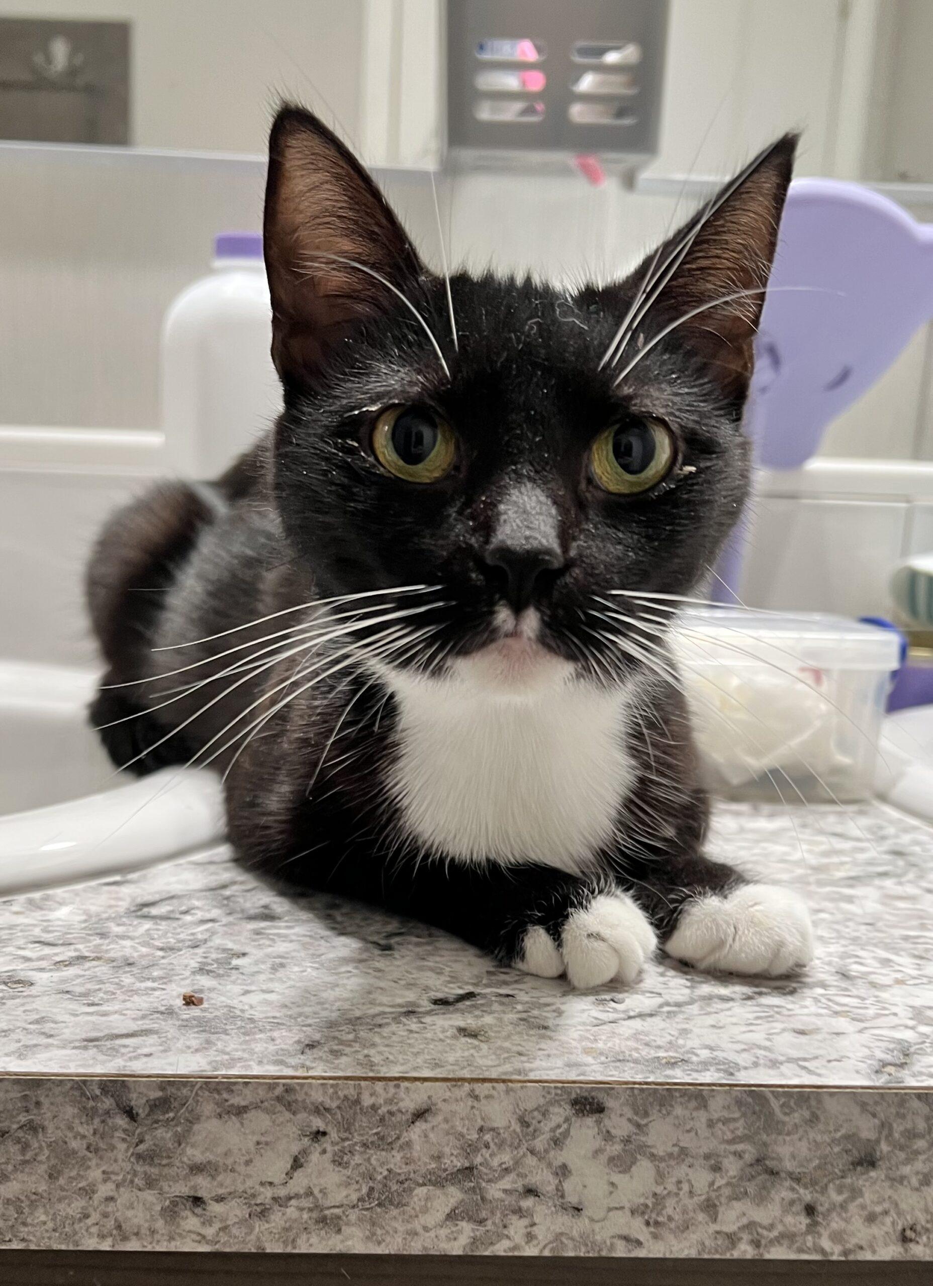 Rose, Adoptable, Adult Female Domestic Short Hair.