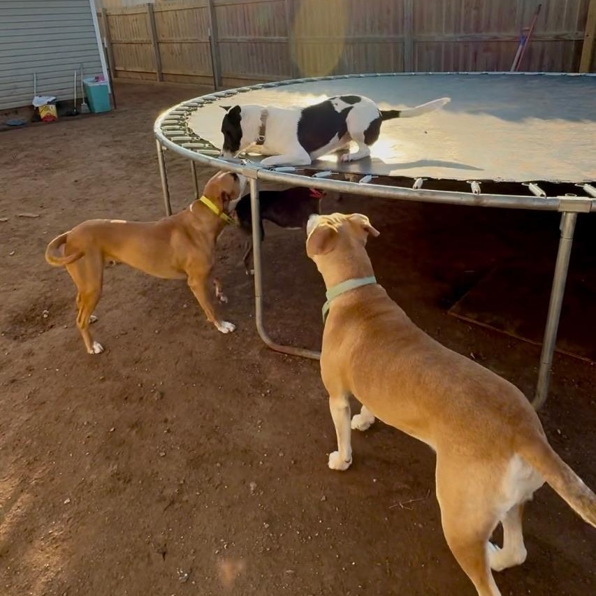 Enlarge Zack, a Adopted mixed breed in Cordell, OK image 1/6