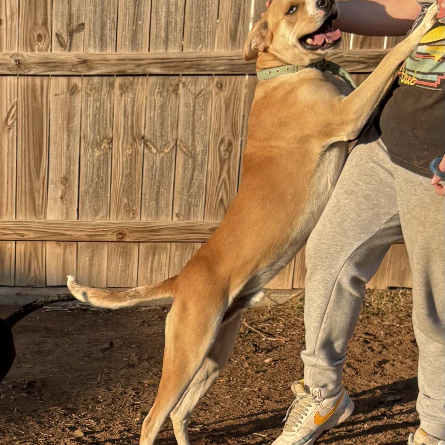 Enlarge Zack, a Adopted mixed breed in Cordell, OK image 2/6