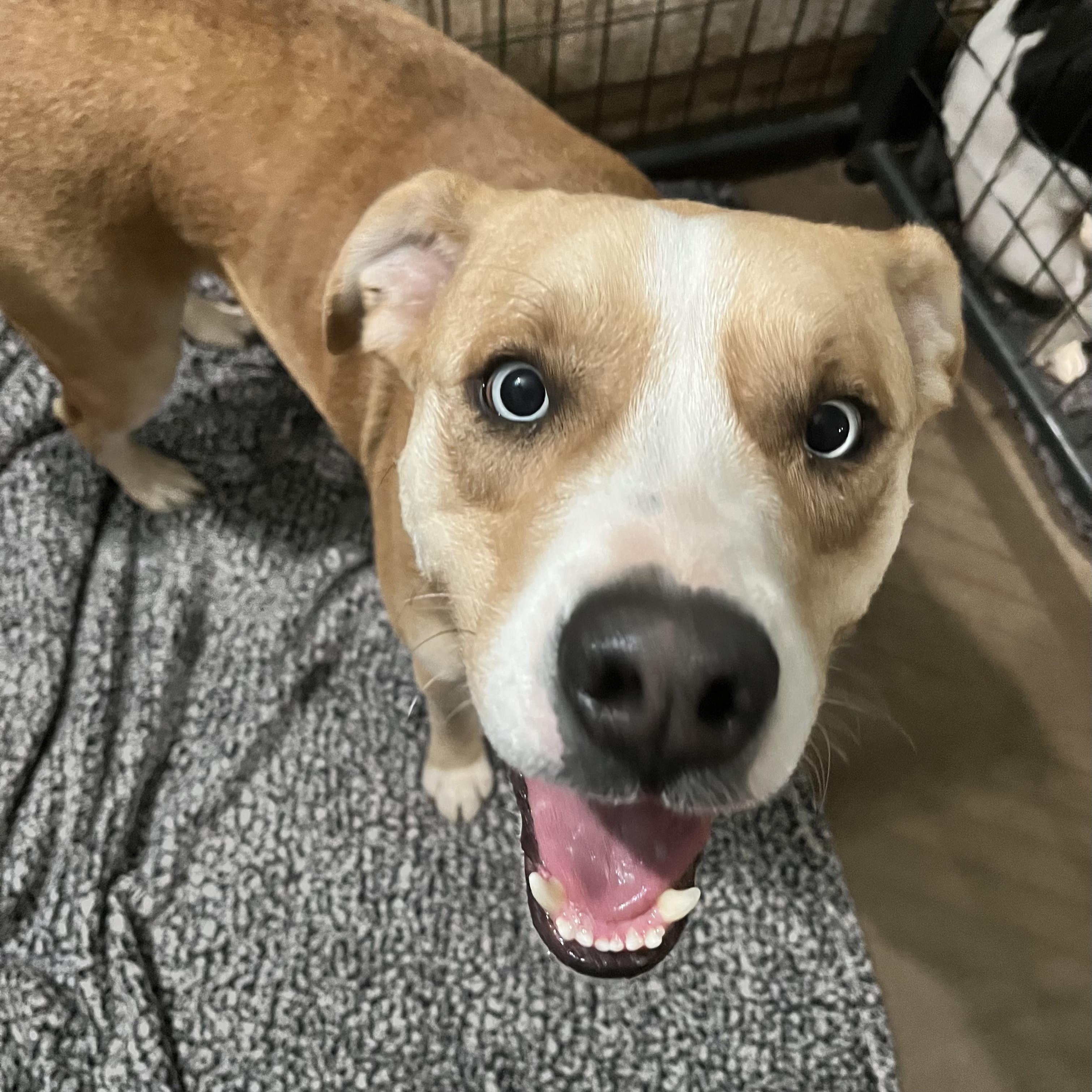Enlarge Zack, a Adopted mixed breed in Cordell, OK image 3/6