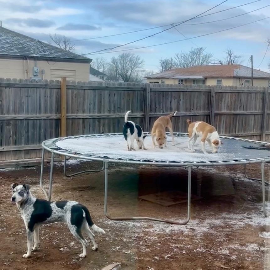 Enlarge Zack, a Adopted mixed breed in Cordell, OK image 4/6