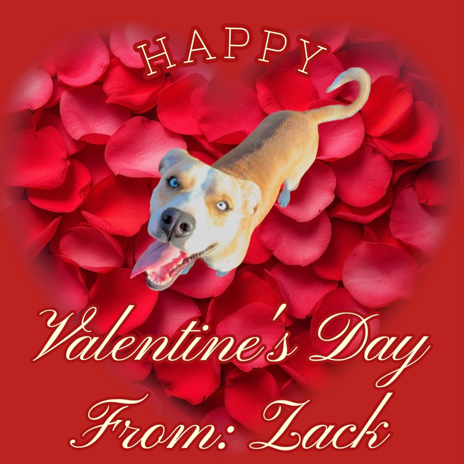 Enlarge Zack, a Adopted mixed breed in Cordell, OK image 5/6