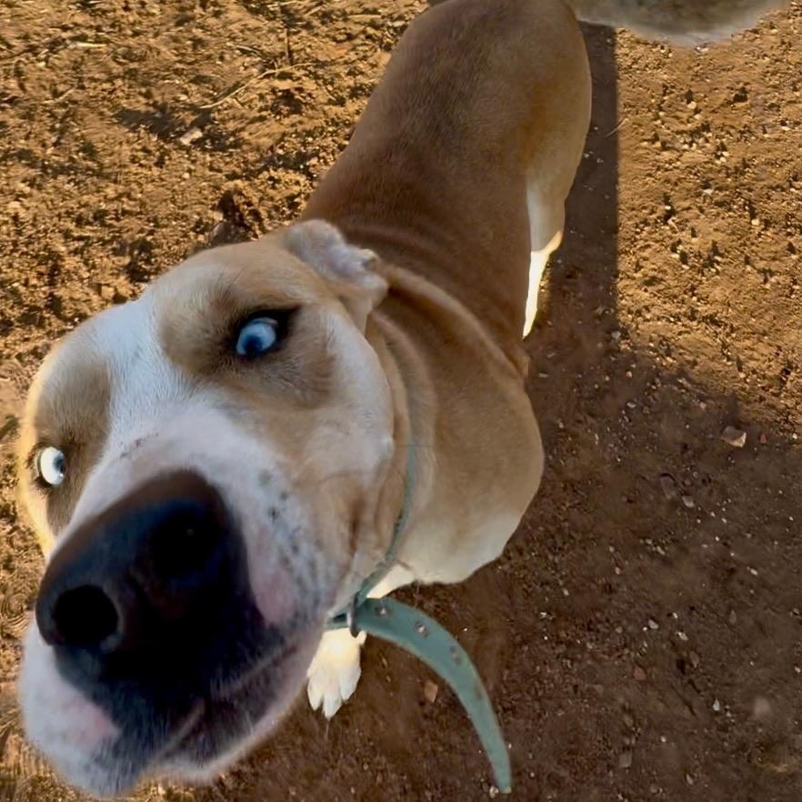Enlarge Zack, a Adopted mixed breed in Cordell, OK image 6/6