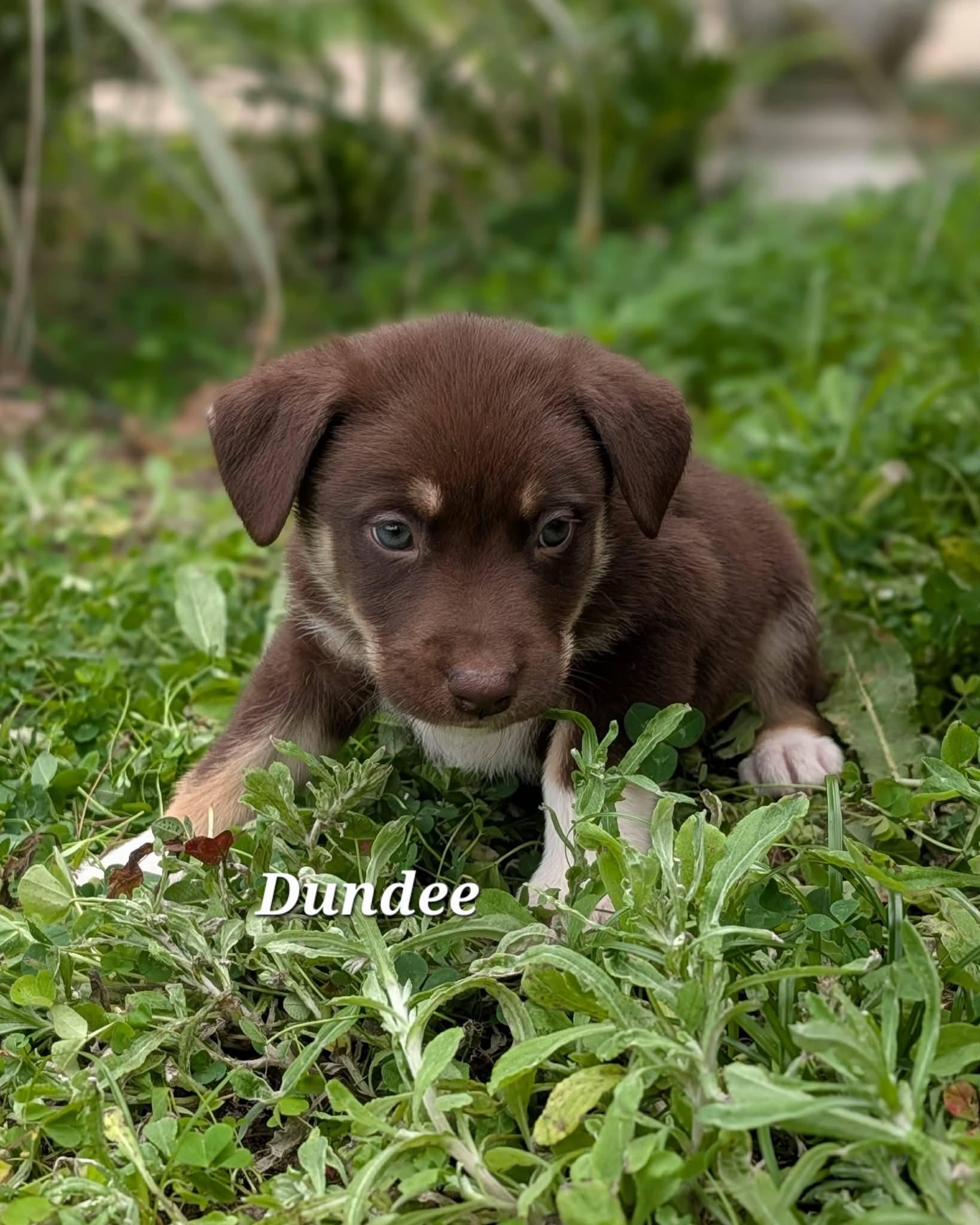 Enlarge Dundee, a ADOPTABLE mixed breed in Winter Springs, FL image 1/1