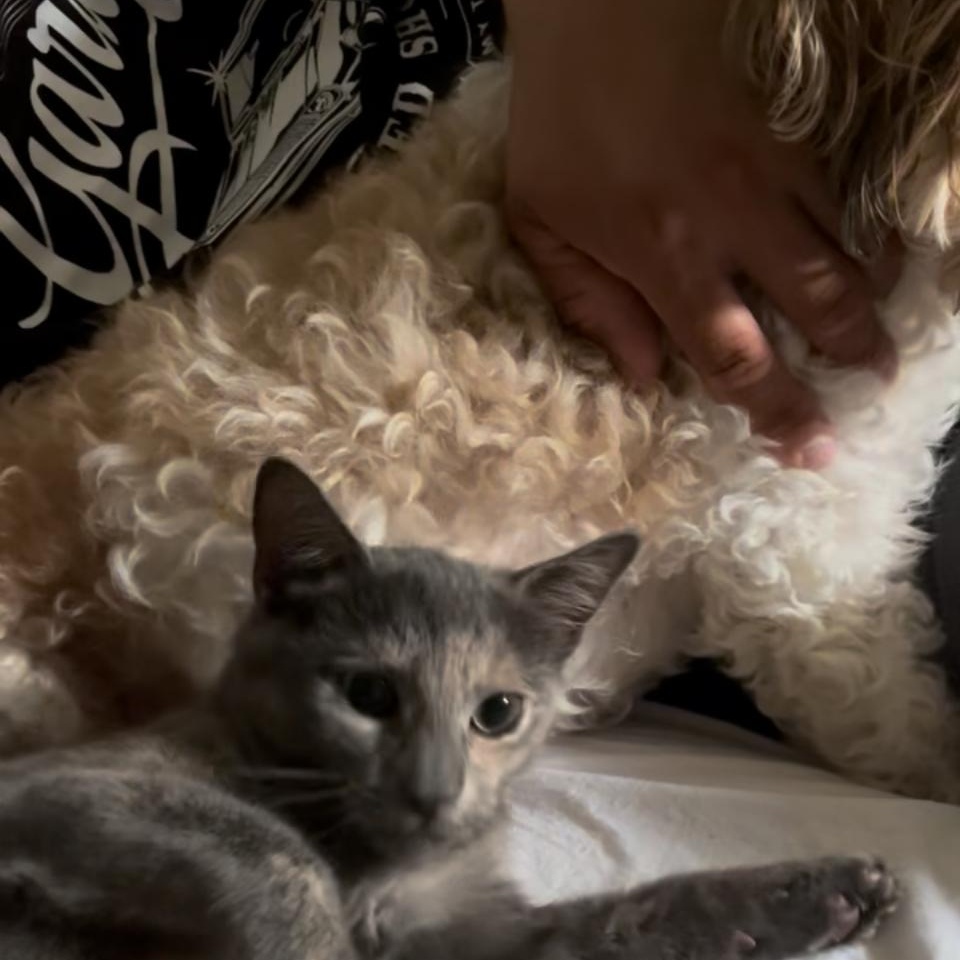 Enlarge Charlotte, a Adopted mixed breed in North Bergen, NJ image 5/5