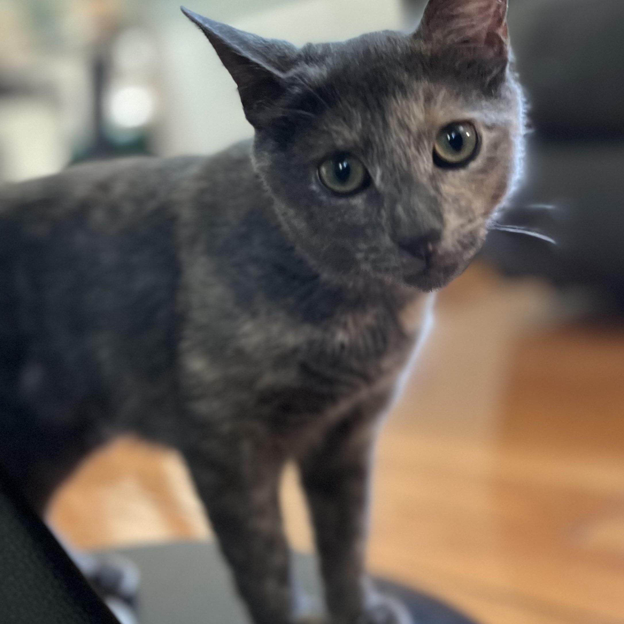 Enlarge Charlotte, a Adopted mixed breed in North Bergen, NJ image 1/5