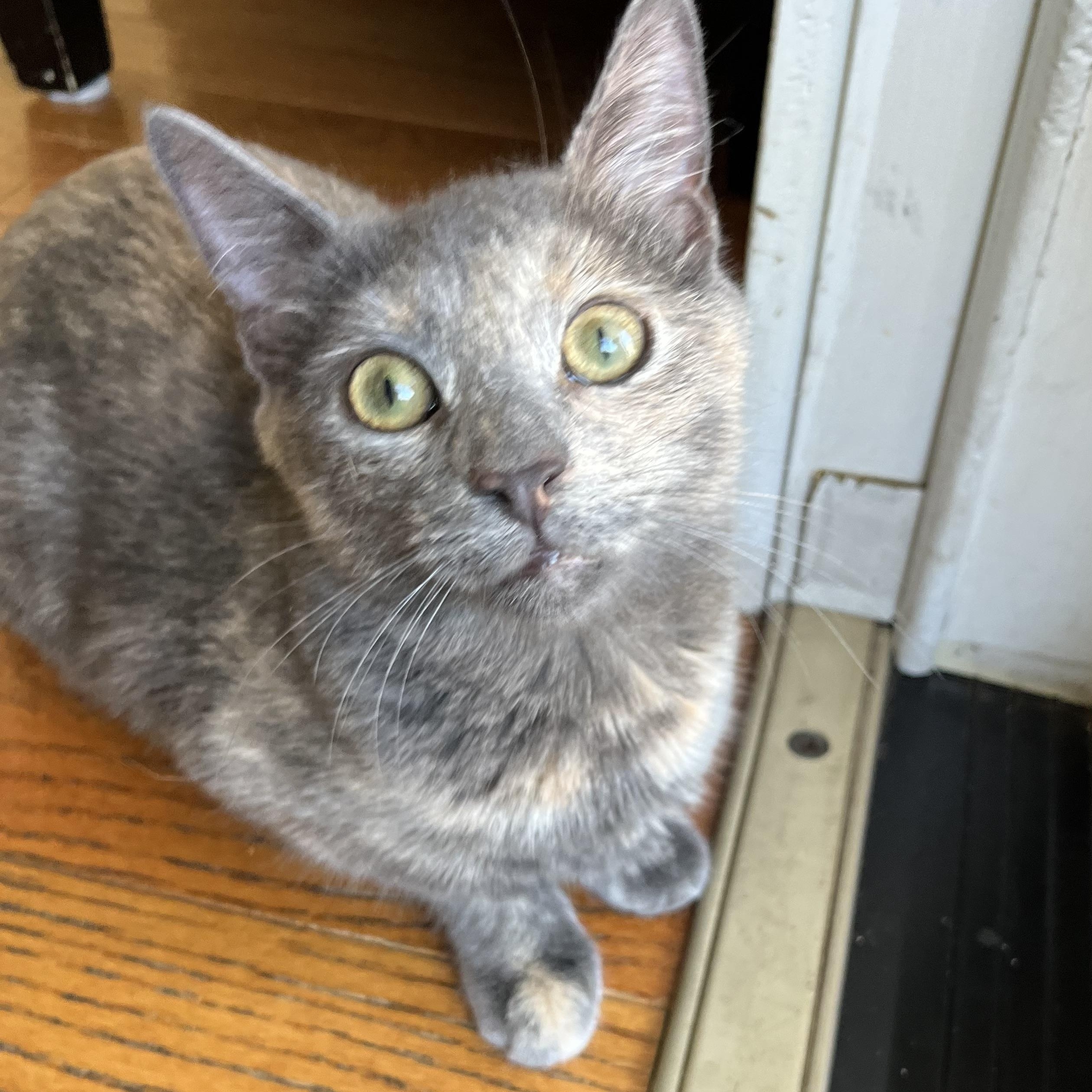 Enlarge Charlotte, a Adopted mixed breed in North Bergen, NJ image 2/5