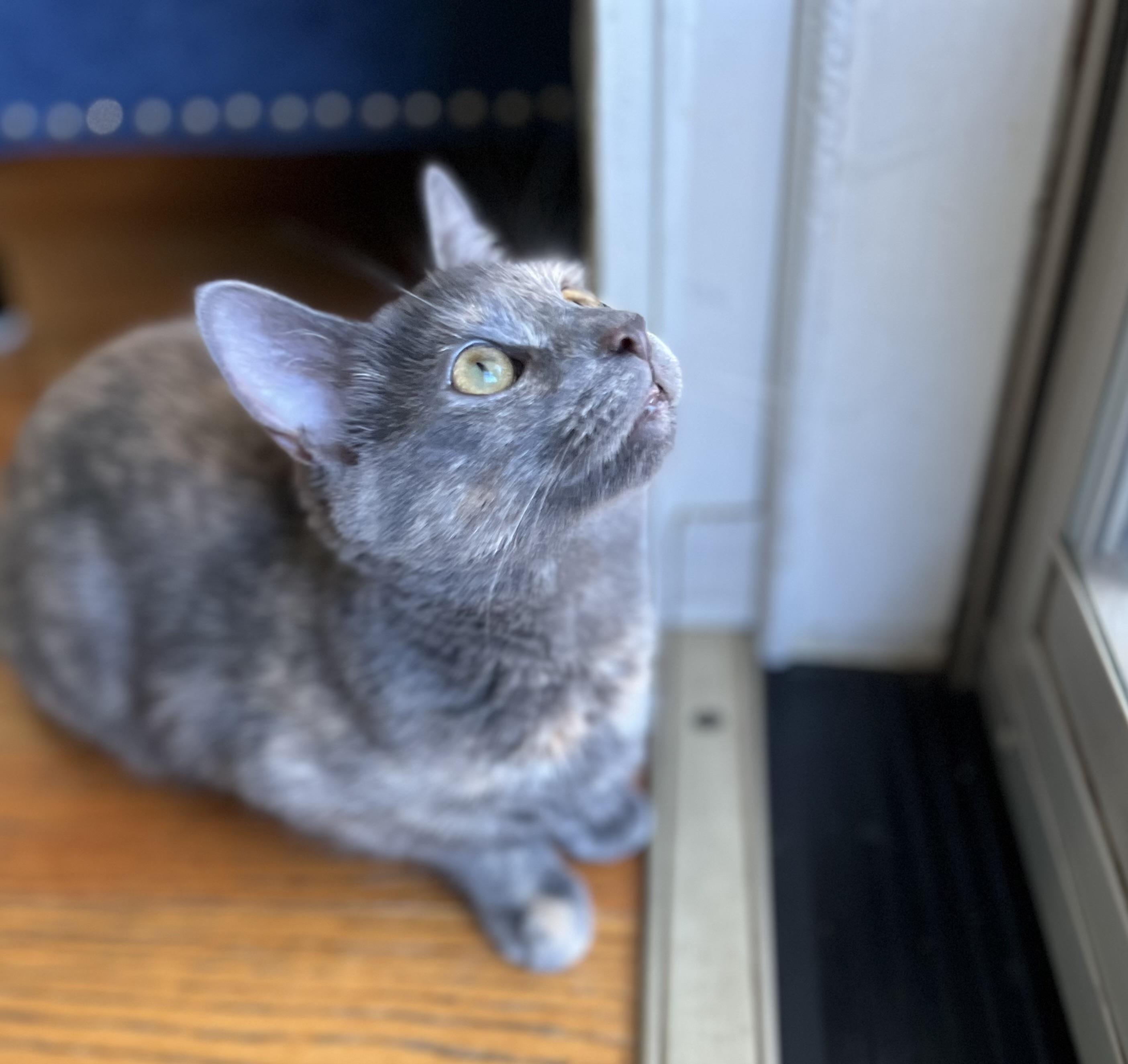 Enlarge Charlotte, a Adopted mixed breed in North Bergen, NJ image 3/5