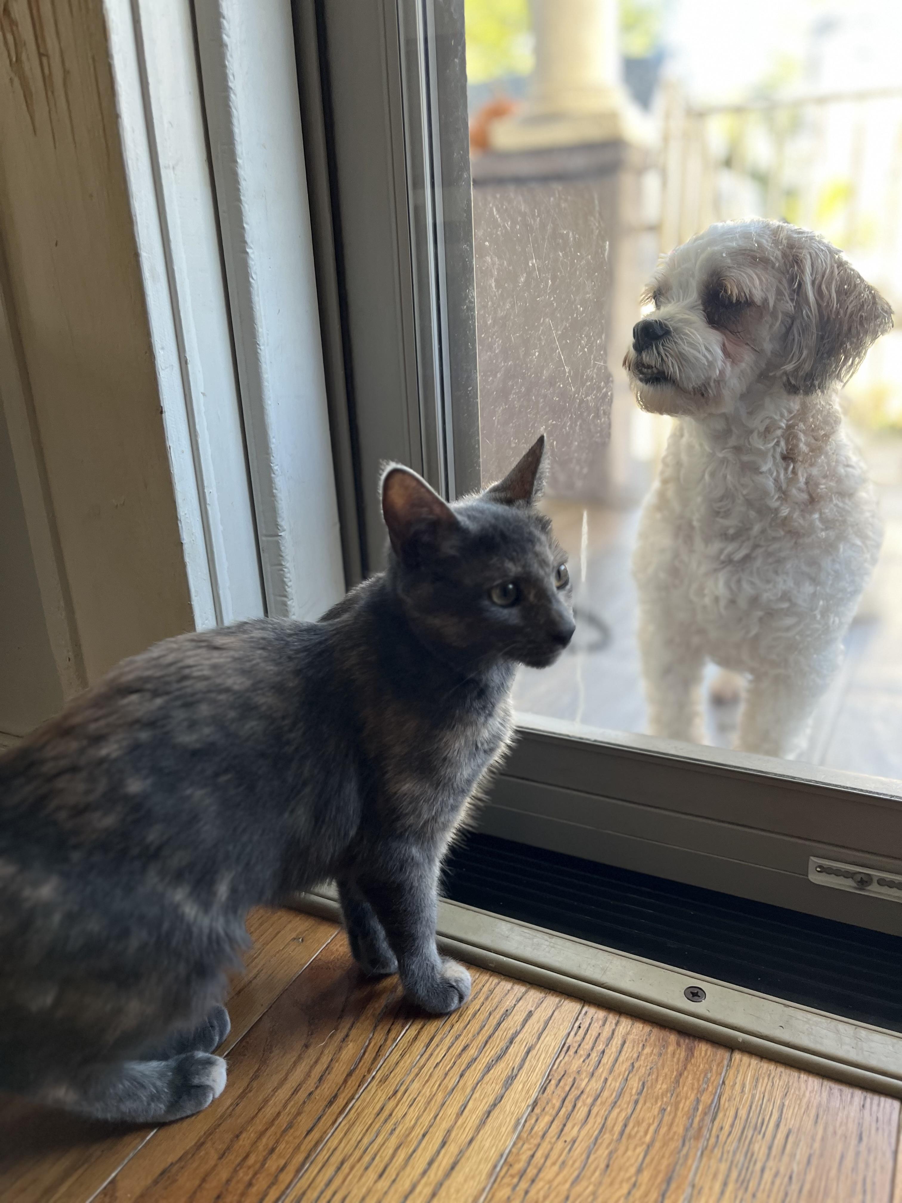 Enlarge Charlotte, a Adopted mixed breed in North Bergen, NJ image 4/5