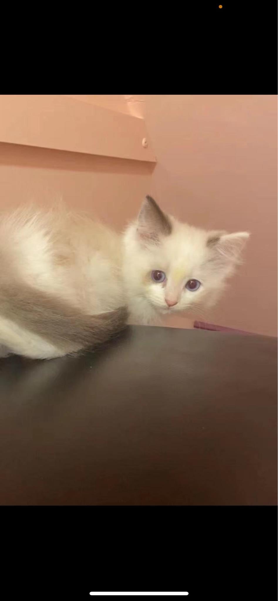 Fluffy, an adoptable Ragdoll in Staten Island, NY, 10312 | Photo Image 5