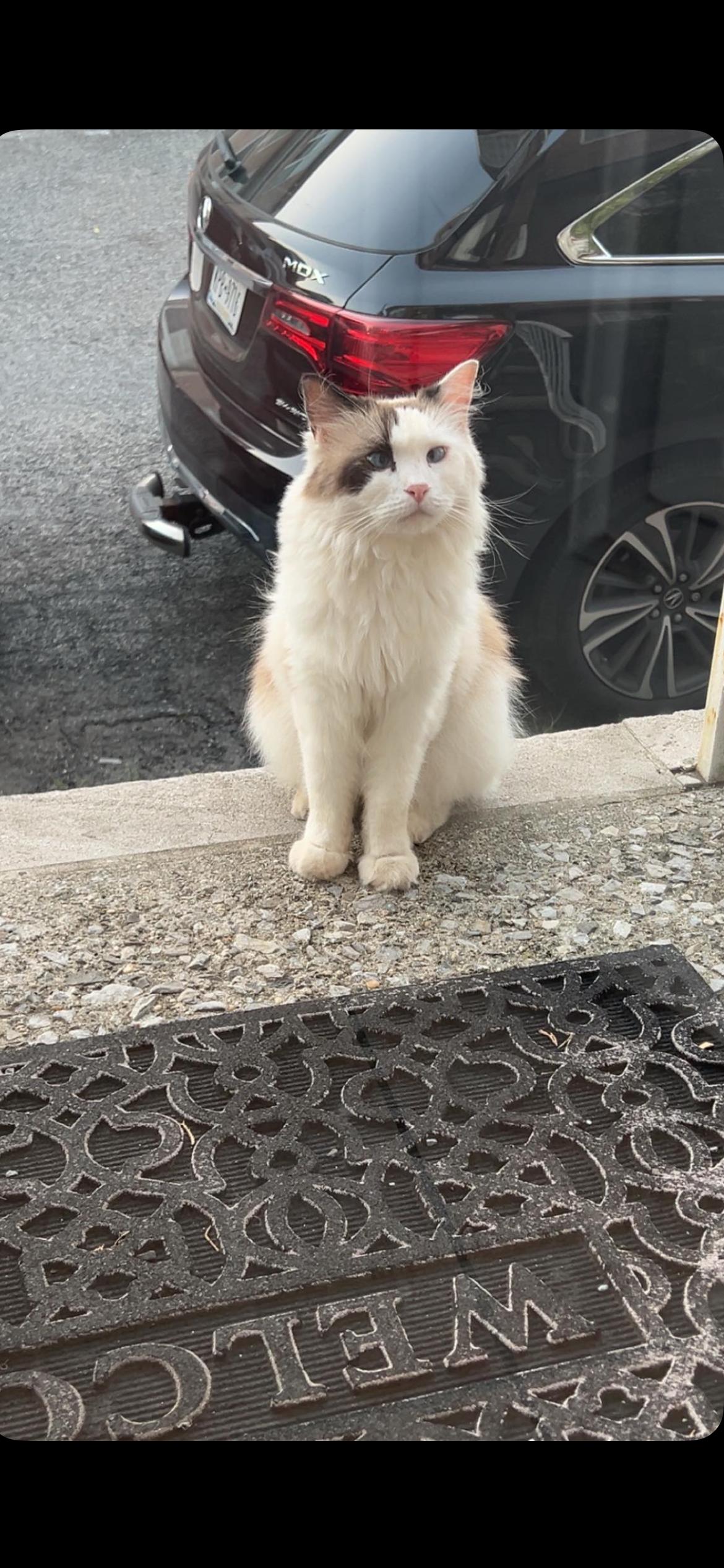 Fluffy, an adoptable Ragdoll in Staten Island, NY, 10312 | Photo Image 3