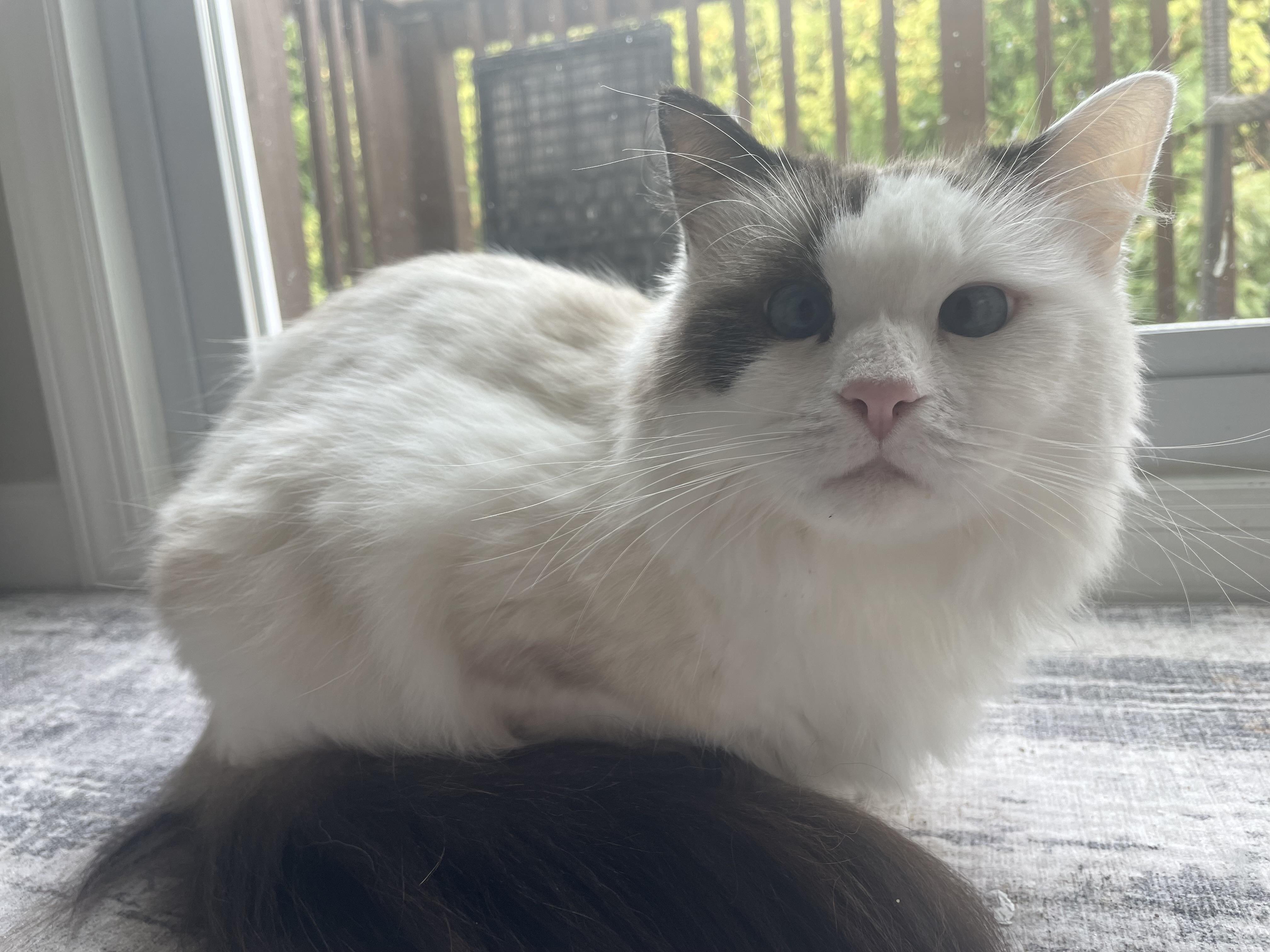 Fluffy, an adoptable Ragdoll in Staten Island, NY, 10312 | Photo Image 1