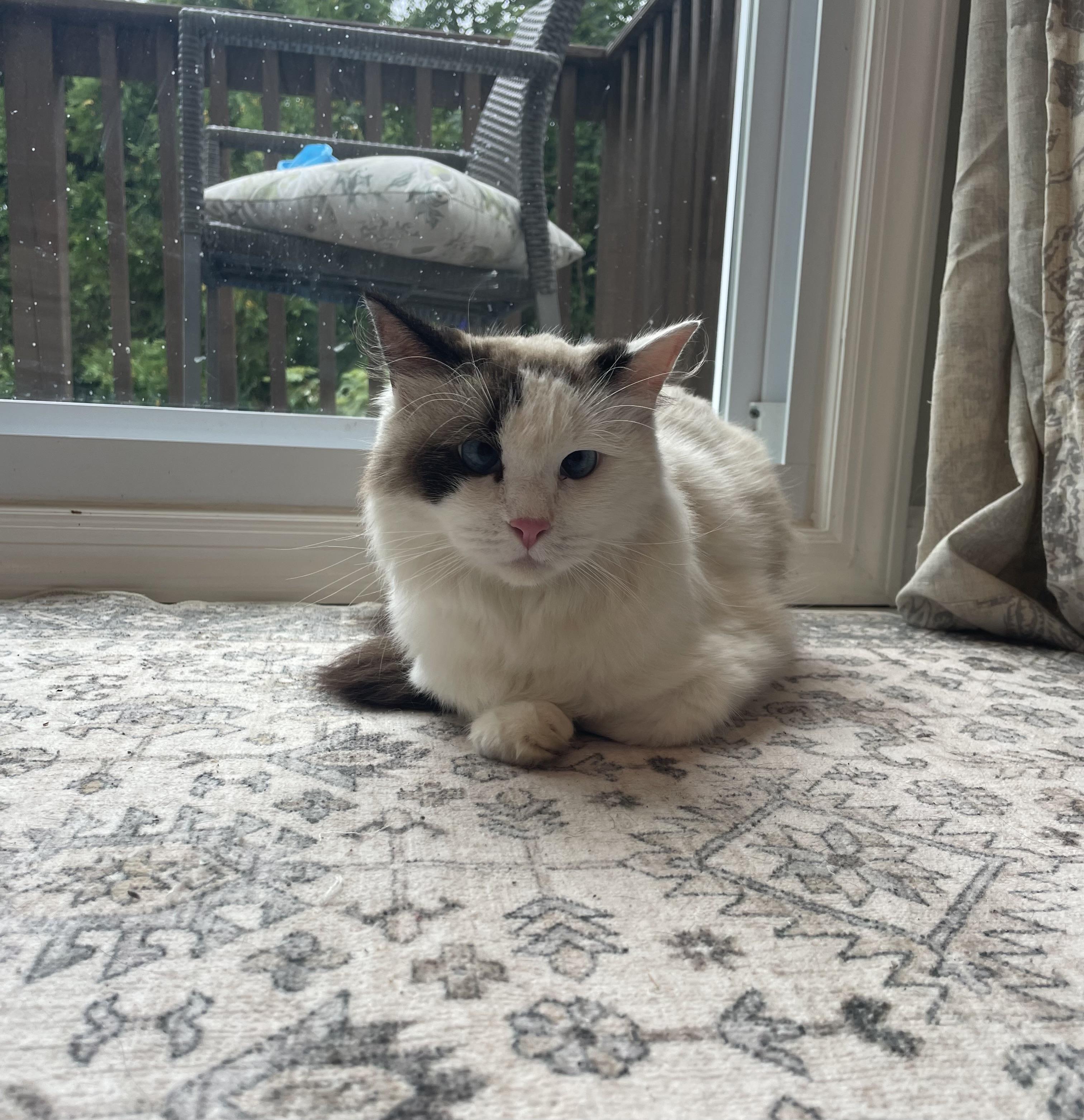 Fluffy, an adoptable Ragdoll in Staten Island, NY, 10312 | Photo Image 2