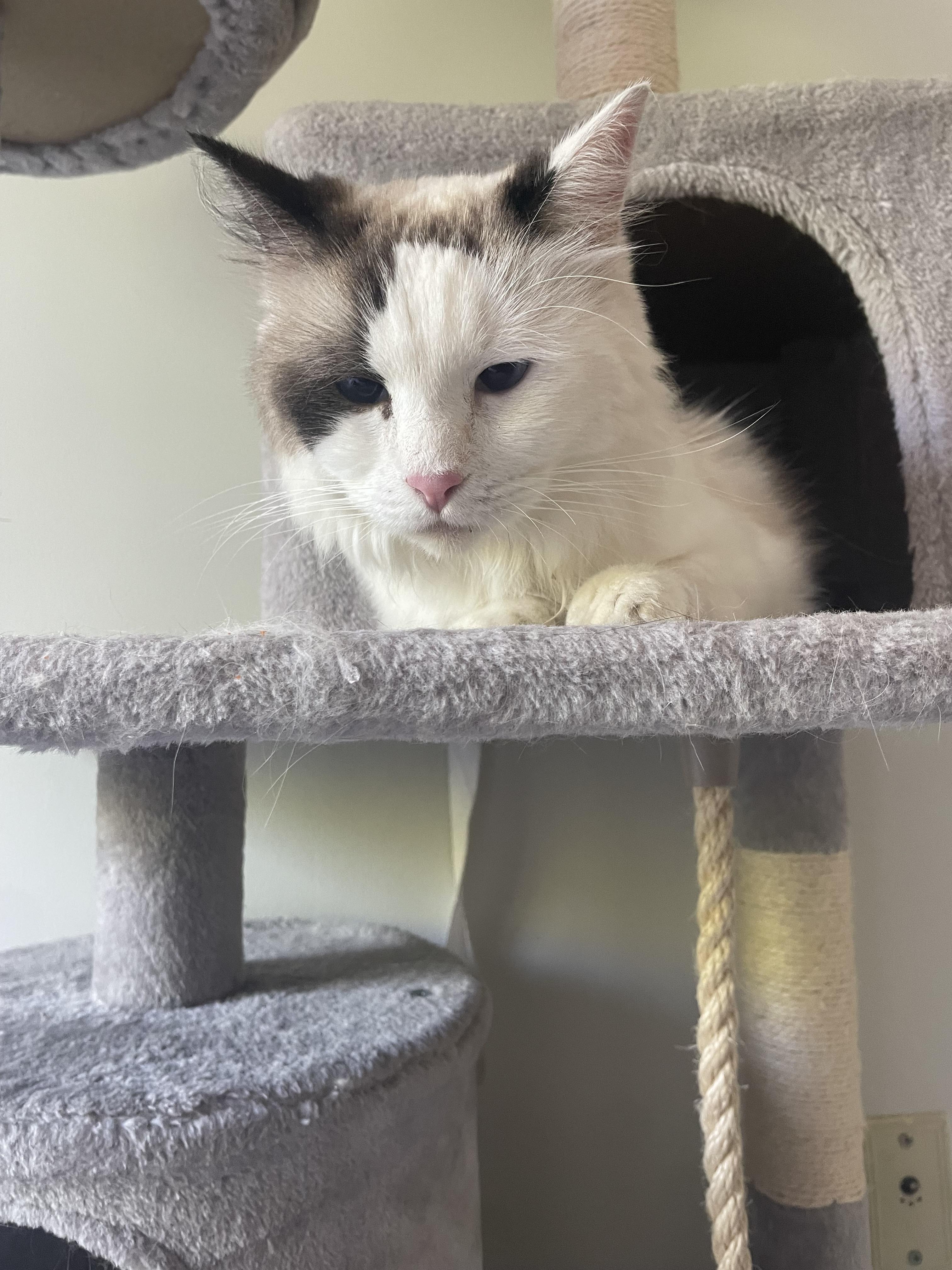Fluffy, an adoptable Ragdoll in Staten Island, NY, 10312 | Photo Image 4