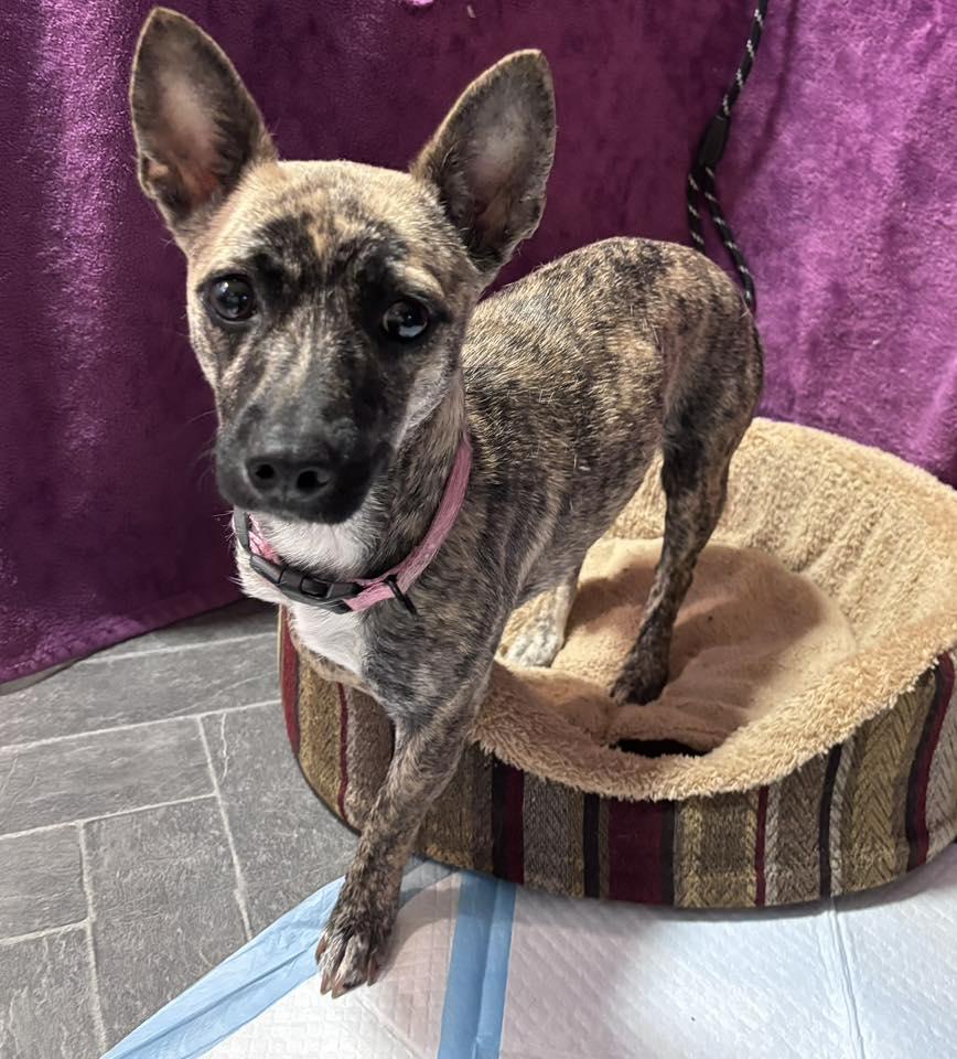 Enlarge Donna, a ADOPTABLE mixed breed in Eugene, OR image 1/3