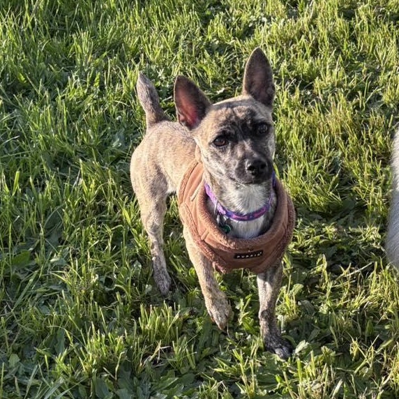Enlarge Donna, a ADOPTABLE mixed breed in Eugene, OR image 2/3