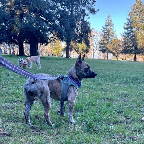 Enlarge Donna, a ADOPTABLE mixed breed in Eugene, OR image 3/3