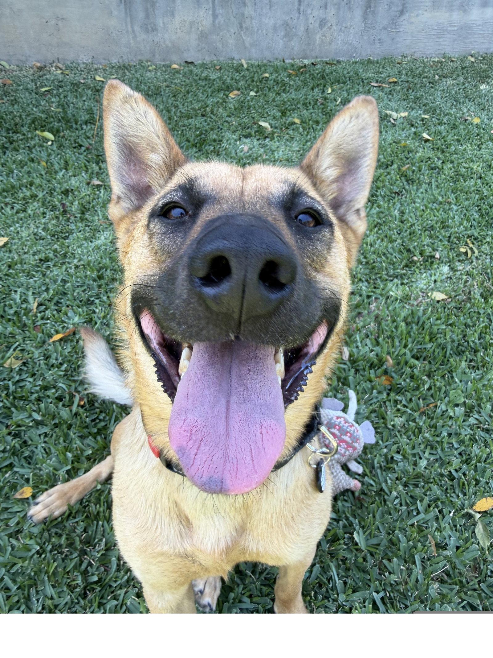 Enlarge Marshall, a Adoptable mixed breed in Irvine, CA image 2/3