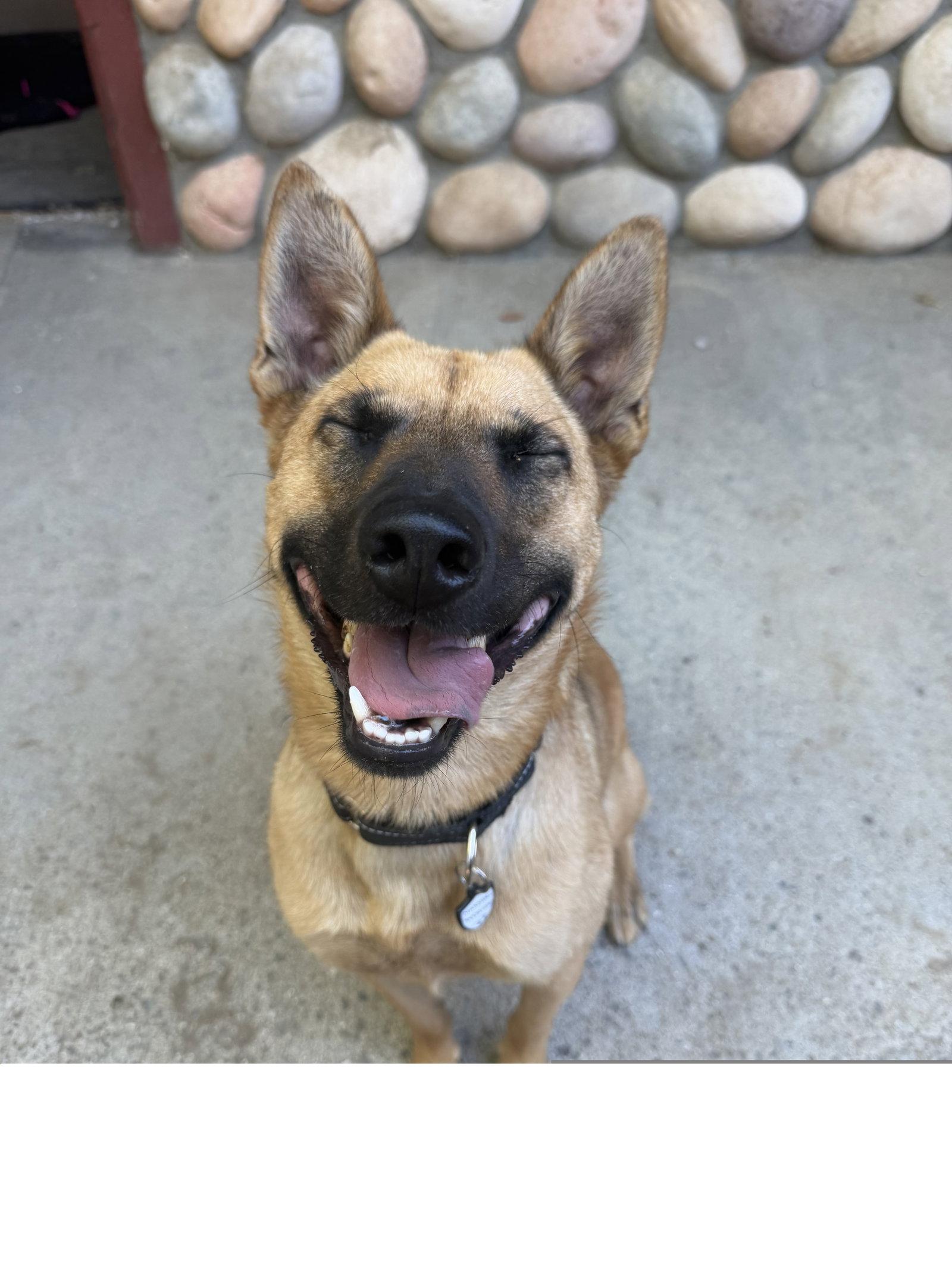 Enlarge Marshall, a Adoptable mixed breed in Irvine, CA image 3/3
